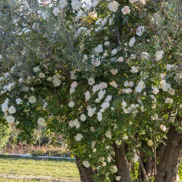 Rosier grimpant Colette Meiroupis