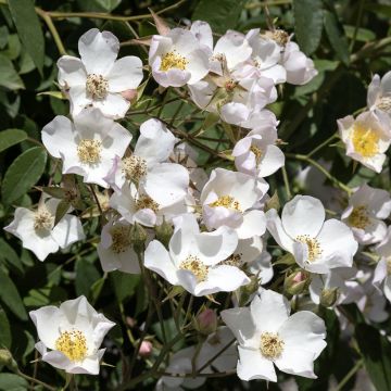 Rosa rampicante Kiftsgate