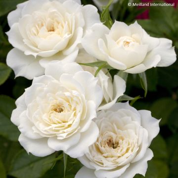Rosa Bridal Meillandina - Rose miniatura