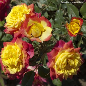 Rosa Flame Meillandina - Rose miniatura