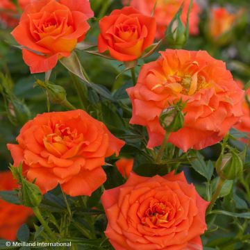 Rosa Mandarine Symphonie - Rose miniatura