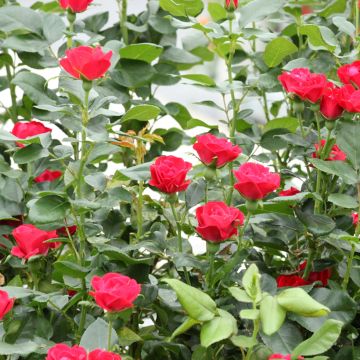 Rosa tappezzante Zepeti Meibenbino