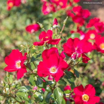 Rosa polyantha Friendly Red Meiariba