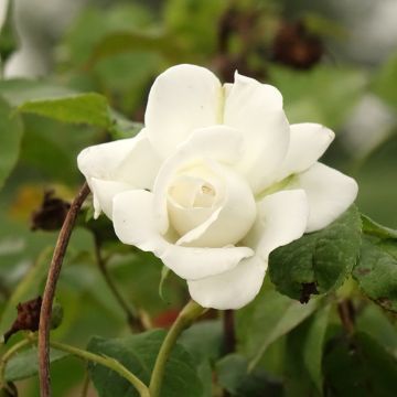 Rosa ad alberello Annapurna