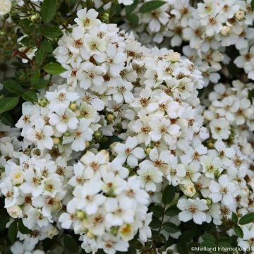 Rosa Galaxy Arcturus - Rose miniatura