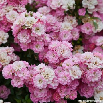 Rosa Galaxy Naos - Rose miniatura