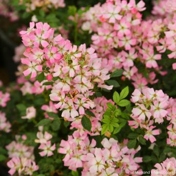 Rosa Galaxy Vega - Rose miniatura