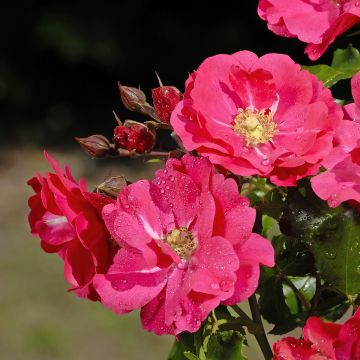 Rosa polyantha PATIO ROSE Xenia Korpinka