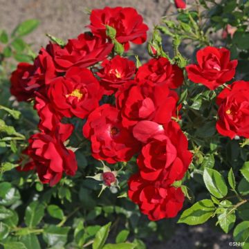 Rosa Société Nationale d’Horticulture de France