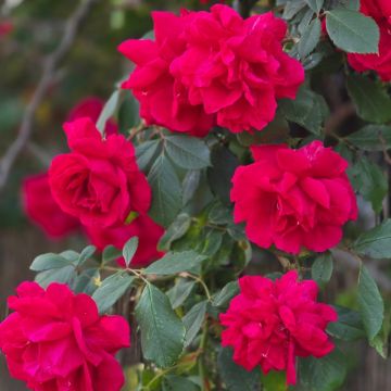 Rosa rampicante Guirlande fleurie 
