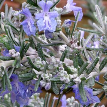 Rosmarinus officinalis Whitewater Silver - Rosmarino
