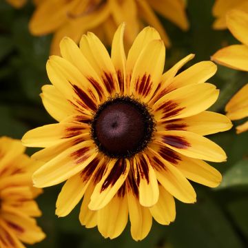 Rudbeckia hirta Giggling SmileyZ