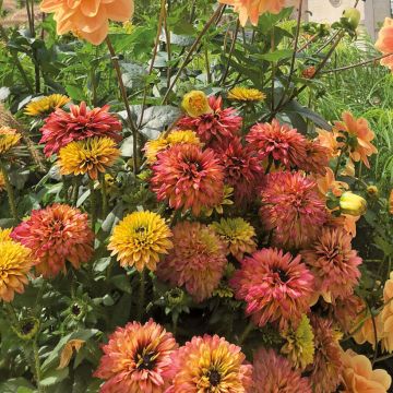 Rudbeckia Rudy Double Rose Yellow (piantine)