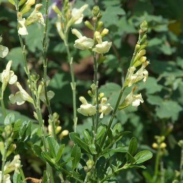 Salvia greggii Sungold