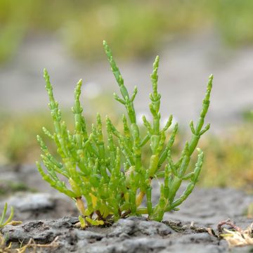 Salicornia europaea - Salicornia