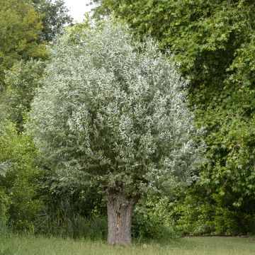 Salix alba Liempde - Salice bianco