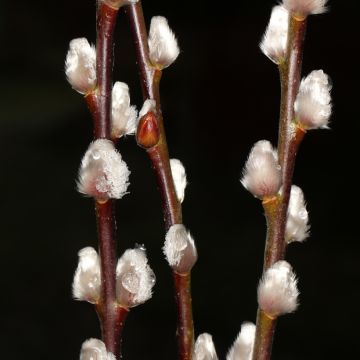 Salix erdingeri