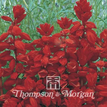 Salvia splendens Red Arrow - Salvia rossa