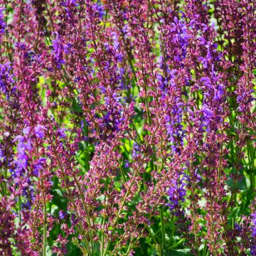 Salvia sylvestris Dear Anja