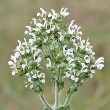 Salvia aethiopis