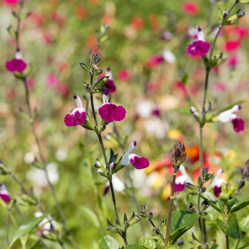 Salvia greggii Amethyst Lips