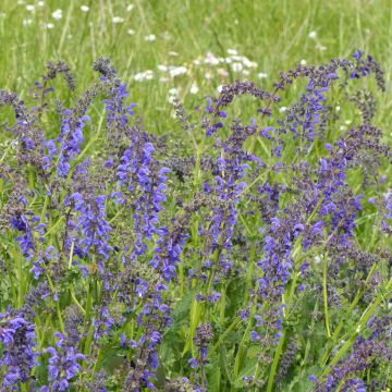 Salvia pratensis (semi) - Salvia dei prati