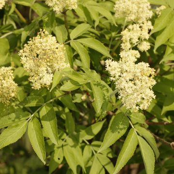 Sambucus miquelii - Sambuco