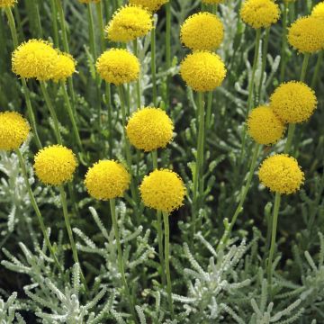 Santolina serratifolia - Crespolina