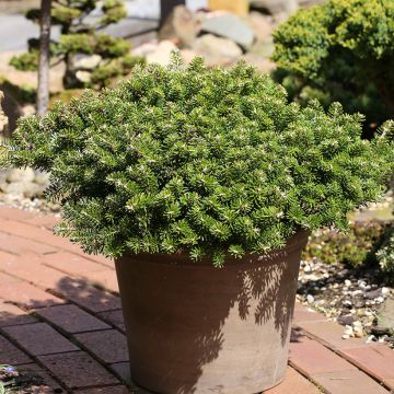 Abete coreano Green Carpet - Abies koreana