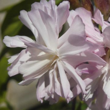 Saponaria officinalis Rosea Plena - Saponaria comune