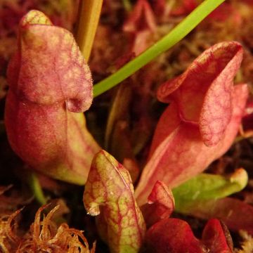 Sarracenia purpurea venosa