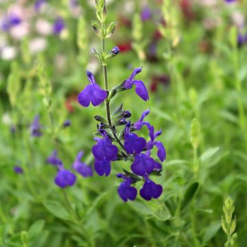 Salvia microphylla Blue Note - Salvia arbustiva