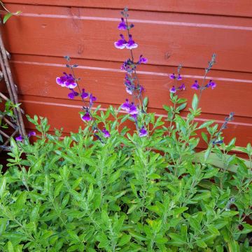 Salvia Oriental Dove - Salvia arbustiva