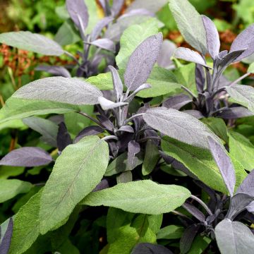 Salvia officinalis Purpurascens - Salvia comune
