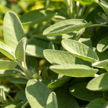Salvia officinalis - Vilmorin - Salvia comune