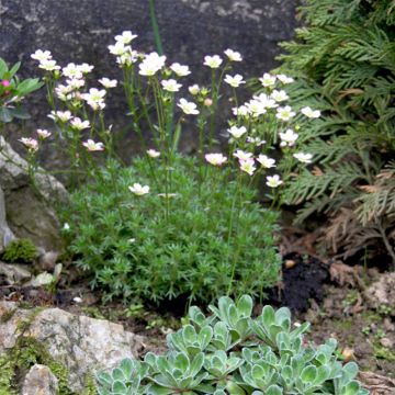Saxifraga arendsii Adebar - Sassifraga