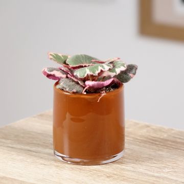 Saxifraga stolonifera Variegata