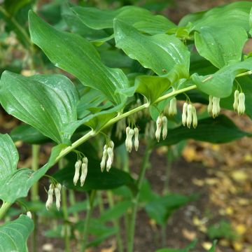 Polygonatum multiflorum - Sigillo di Salomone maggiore