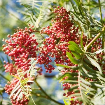 Schinus molle - Pepe falso