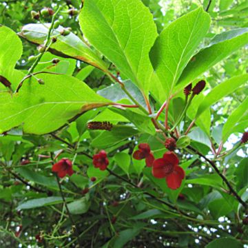 Schisandra chinensis - Bacca dei 5 sapori
