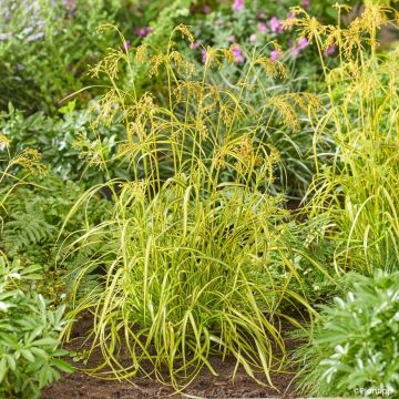 Scirpus pendulus Stars and Strips (semi)