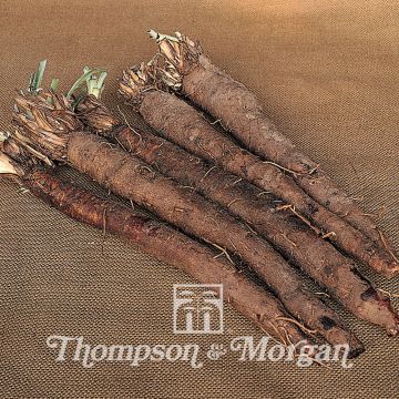 Scorzonera hispanica - Scorzonera di Spagna