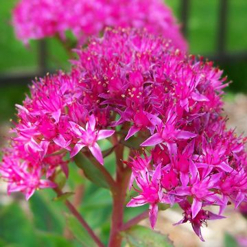 Sedum spectabile Carl - Borracina