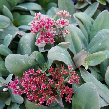 Sedum telephium Marina