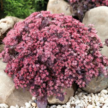 Sedum Sunsparkler Plum Dazzled