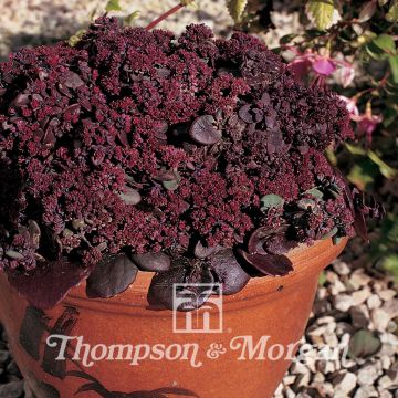 Sedum ussuriense Turkish Delight
