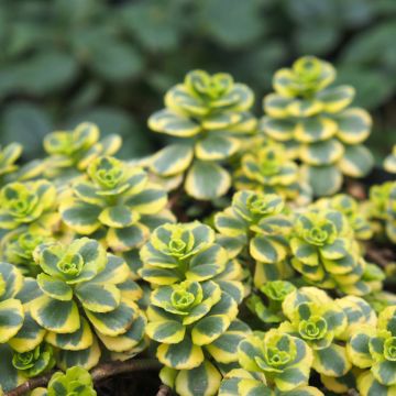 Sedum spurium Little Gecko