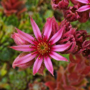 Sempervivum Alpha - Semprevivo