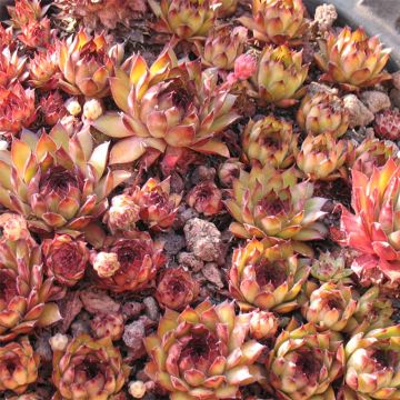 Sempervivum Bronco - Semprevivo