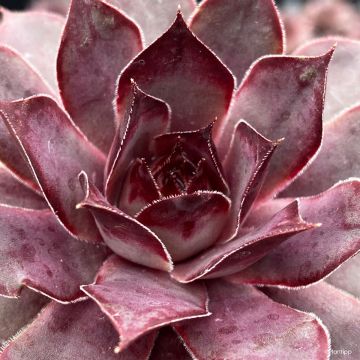 Sempervivum Chick Charms Grape Galaxy - Joubarbe